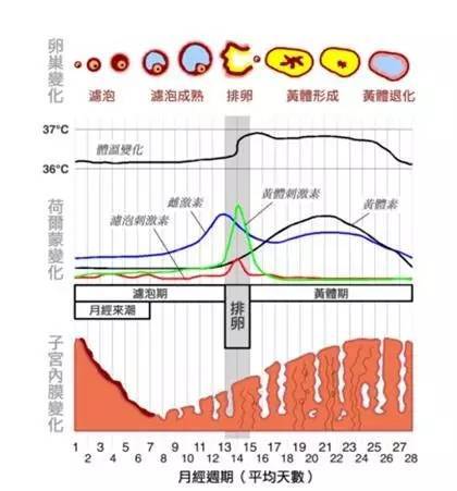 (图:女性生理周期变化)