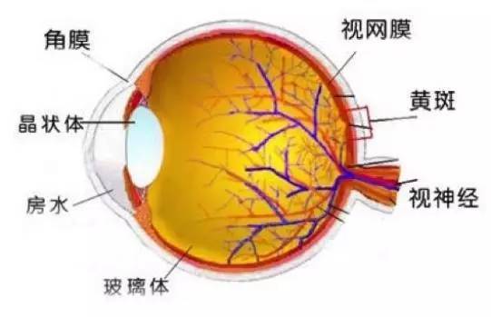 正常眼球结构