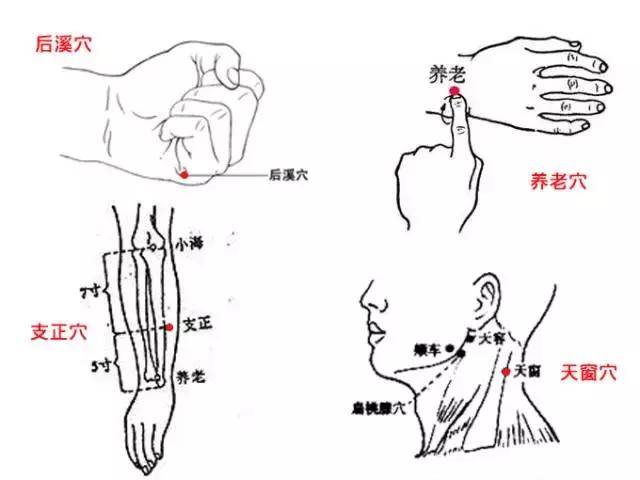 再说一个有神奇功效的穴位"支正"(有"支持正气"之意),它在养老穴直上