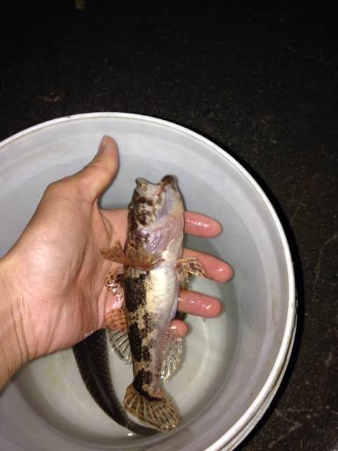 深夜钓获大尺寸稀有鱼,老钓手叫它"老头鱼"