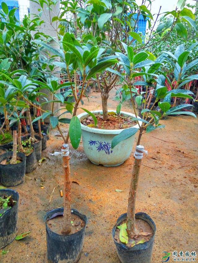 嫁接法:嫁接砧木多用女贞,小叶女贞,小蜡,水蜡,白蜡和流苏(别名油