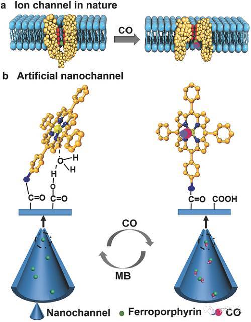 adv. mater. 北航:仿生平滑肌细胞的一氧化碳调控离子纳米通道