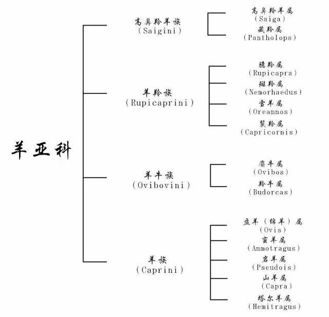 麝牛,虽然名字中有 " 牛 " 字,其实是羊,现存已知体型最大的羊科成员