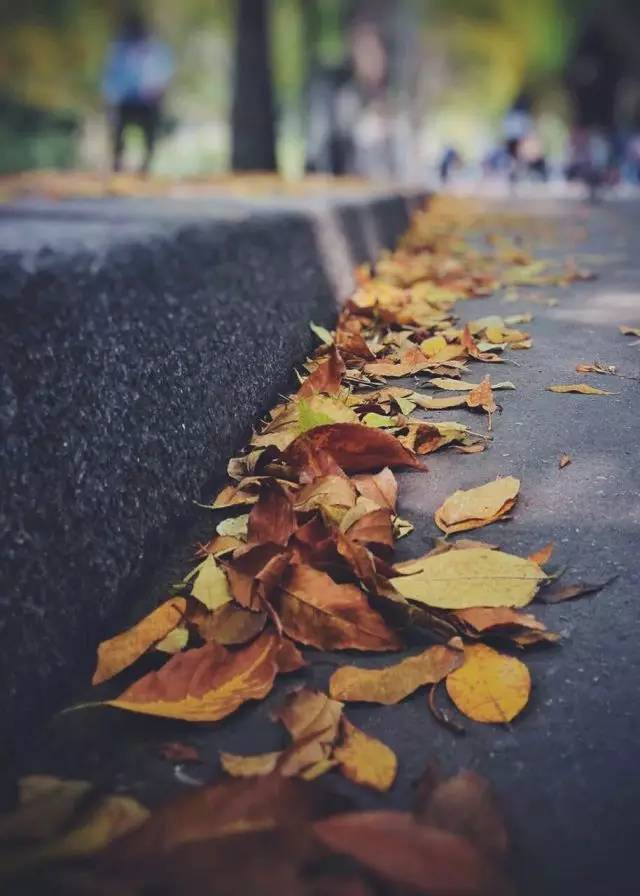 行走在路上的你,是否注意到了路边落叶的美丽?