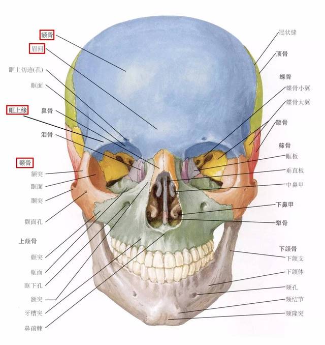 【性别篇】3分钟教你人体骨骼性别鉴定