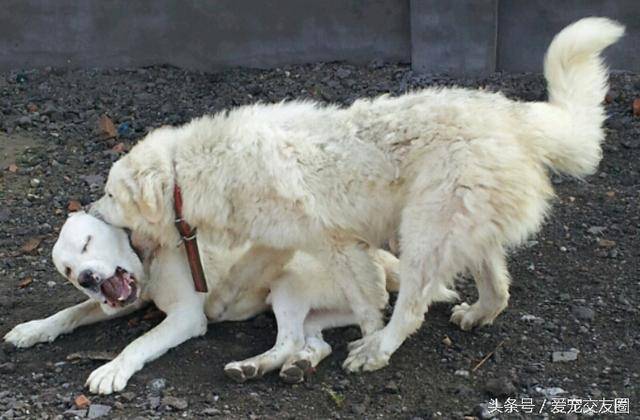 最古老的的獒犬之一,勇猛无畏的中亚牧羊犬