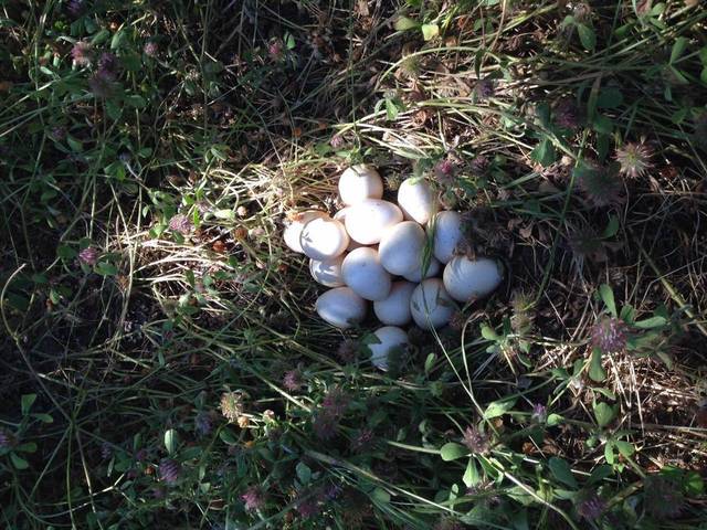 昨天,庄园的同事发来了一张图片,园里的野鸡生蛋了