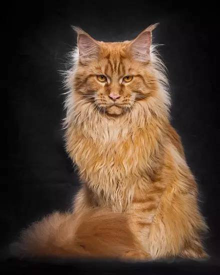 为了呈现缅因猫的王之蔑视气势,看完他拍的照片后.