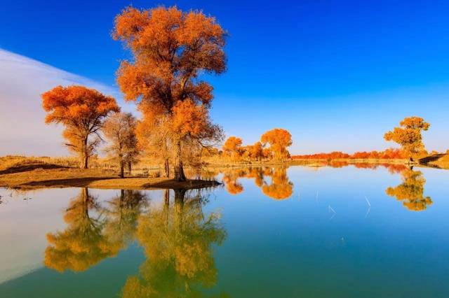 位于新疆塔克拉玛干沙漠中的塔里木胡杨林是世界上最古老,面积最大