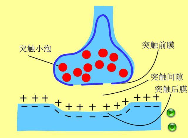 体内的信息交流:浅谈突触及神经递质