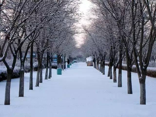 大雪中的沈阳↓