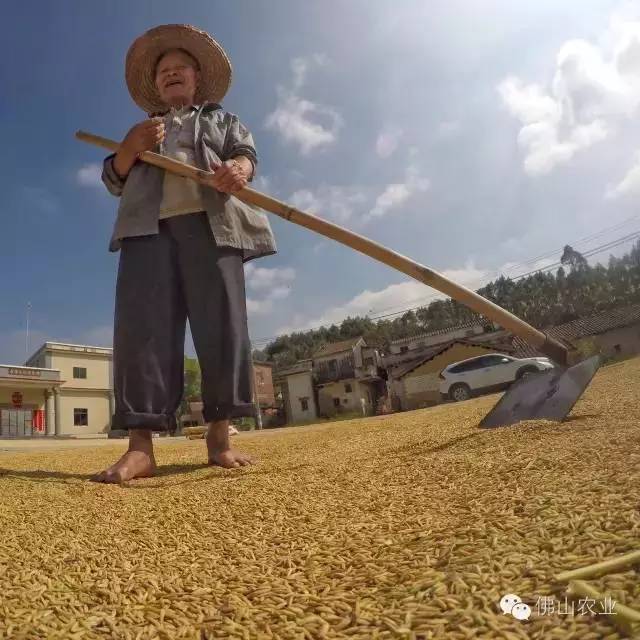 顶着火辣辣的太阳,农民伯伯赤脚上阵,真实演绎了"粒粒皆辛苦"的场景.