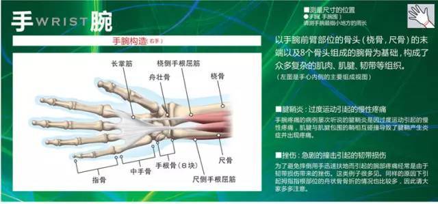 人马q&a|经常做手支撑性的运动,手掌那个和手臂连接处