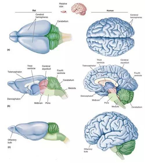 大鼠脑部(左)和人脑(右)的结构示意图