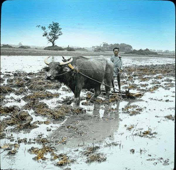 水牛耕地.