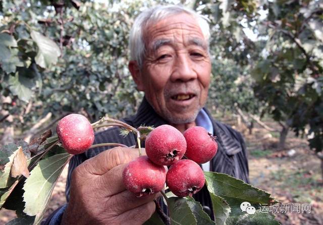 红果有多少人口_金星怎么开花 泰安山楂树苗 大金星