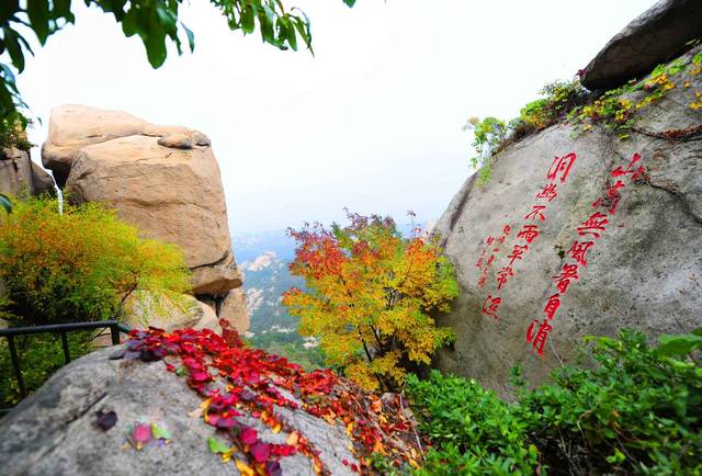 实拍崂山仰口最美秋色 红枫苍松绚烂夺目(图)