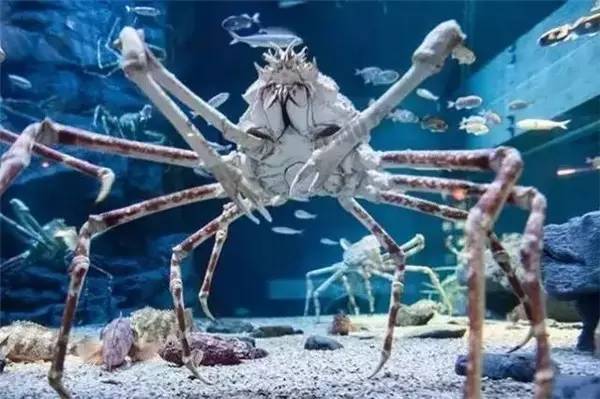 巨型杀人蟹横行 日本已60人被吃