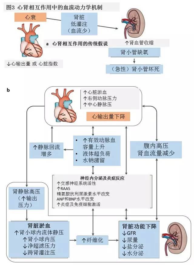 5 图读懂心衰和肾衰的相互作用