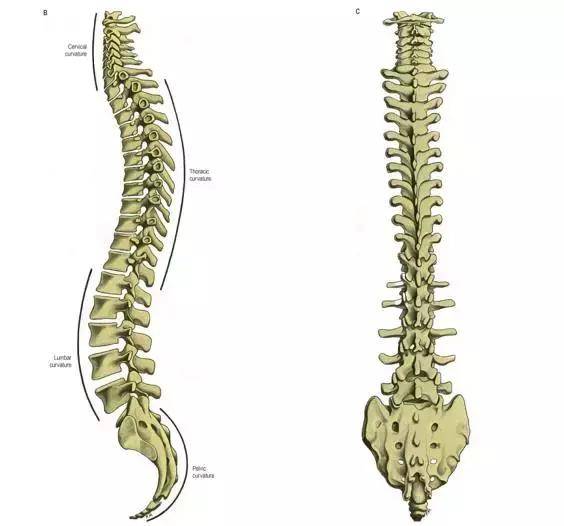 与脊柱后侧韧带,椎间关节等一起调