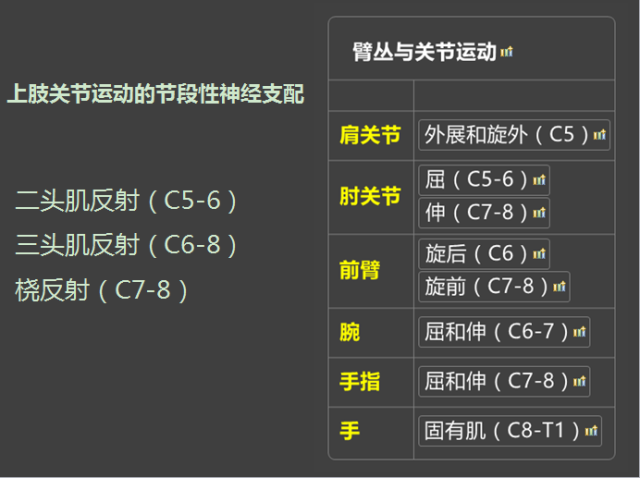 t1支配的肌肉数量骤降.