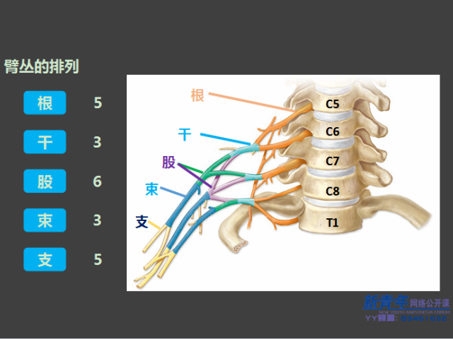 看完这部视频,做好臂丛神经阻滞so easy!