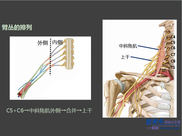 看完这部视频,做好臂丛神经阻滞so easy!