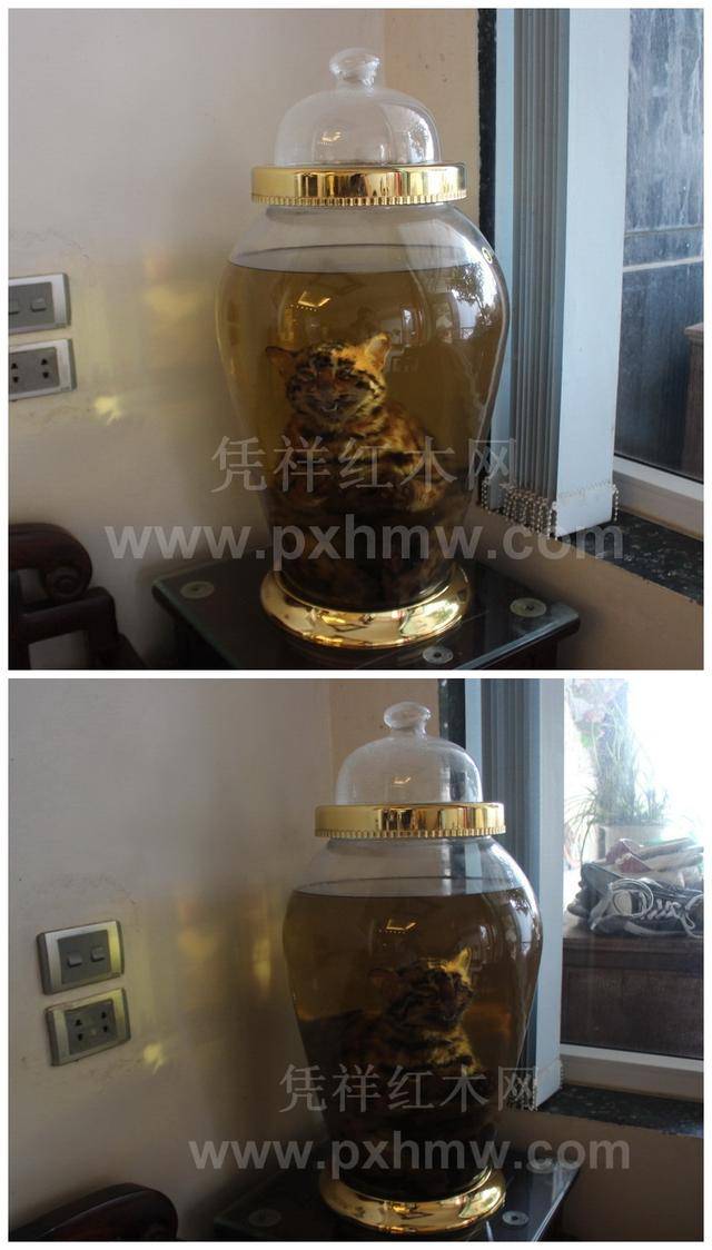 一大条犀牛鞭与整只老虎泡的酒—瞠目结舌的越南