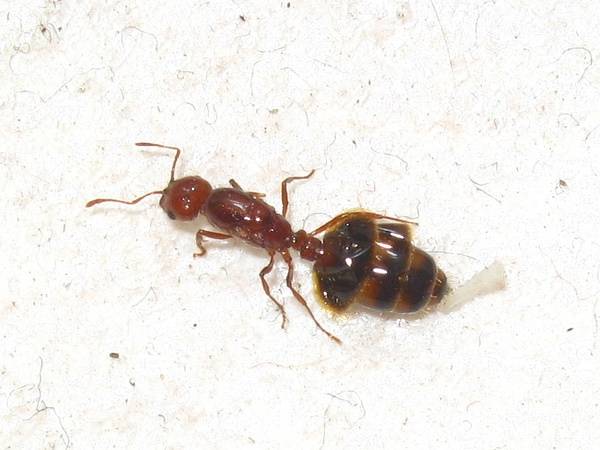 而这个腹部有一些奇异花纹的似乎是一只红火蚁的蚁后,在家里发现的,被