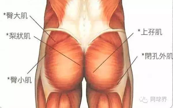 臀部肌肉发达,肌肉结构简单,受伤的机会不大,多发生在球龄很长,且