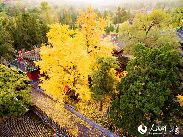 据了解,少林寺最大的一颗银杏树苍劲挺拔,已有1500多年历史,它高25米
