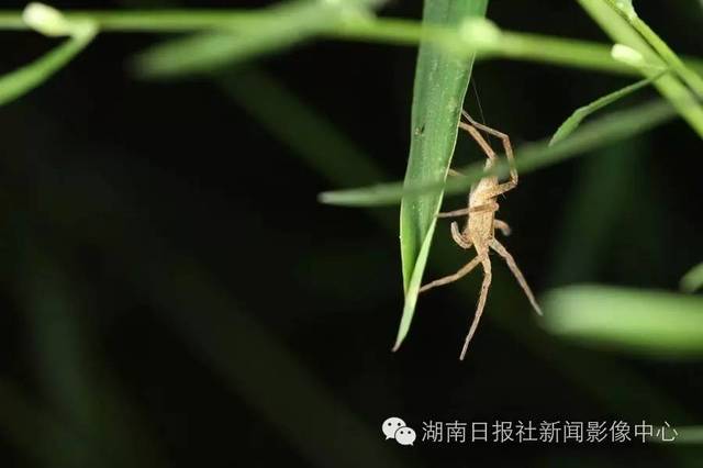 狼蛛,是蜘蛛中唯一不织网,仅靠毒牙咬死猎物的凶猛蜘蛛.