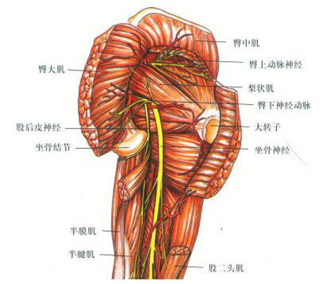 臀部肌肉,髋部其他深层短外旋肌群,腰方肌与梨状肌都有密切的联系