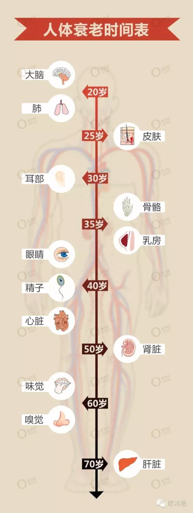 20岁就开始衰老?人体衰老的秘密竟然是