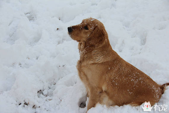 一片雪地猜成语_雪地里的小画家(2)