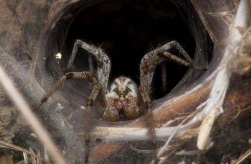 世界十大美丽又最毒蜘蛛一类产自中国 一类最