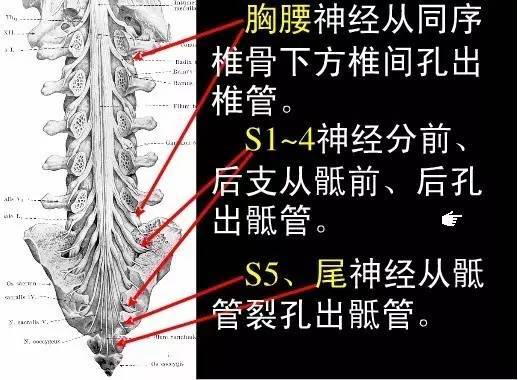 注意:髂后上嵴连线处在第2骶椎平面,是硬膜外囊终止部位,骶管穿刺