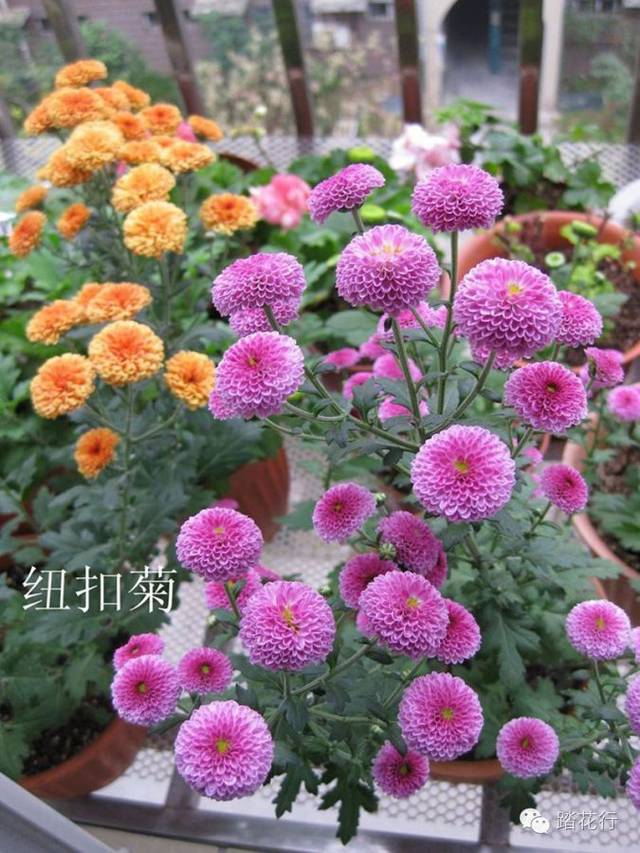 漂亮又好养的夏菊小米菊,品种一年更比一年多