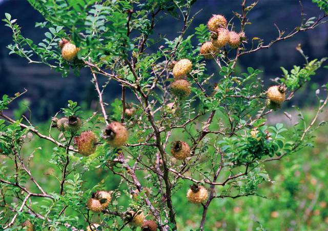 四川山上常见的一种野生水果 没想到竟有这么多的作用