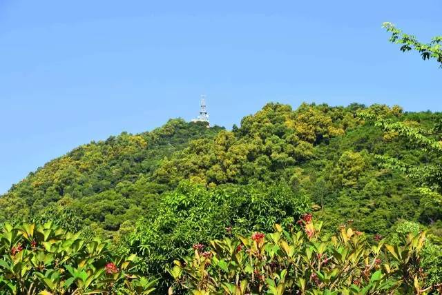 日前,斗门区尖峰山上一颗古树出现根部受损,落叶等病症,牵动了不少