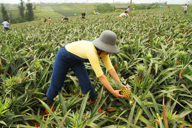 湛江徐闻,火山口里的茶园和菠萝田