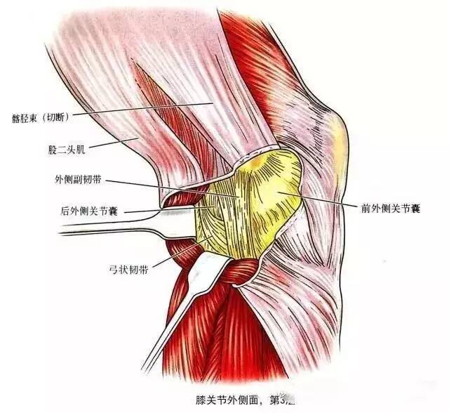 9) 外侧副韧带,pcl和腘-弓状韧带复合体联合起来作用,稳定膝关节的后