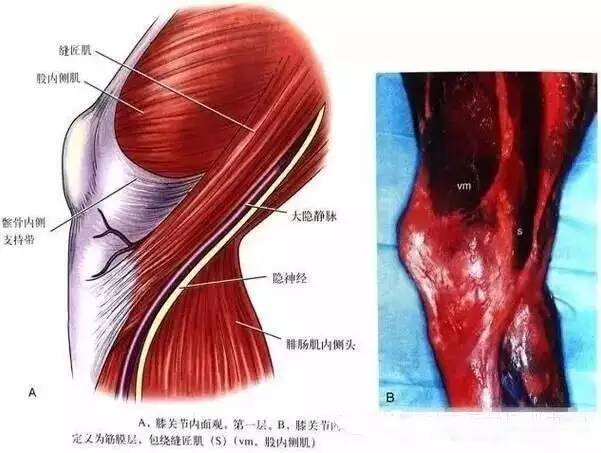 膝关节解剖-膝关节的四面观