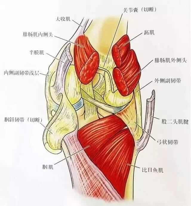 膝关节解剖-膝关节的四面观