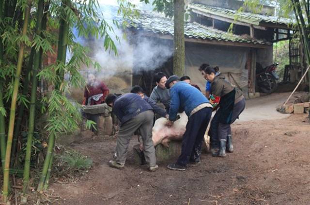 外好多年都没有回家参与过杀年猪了,回想起小时候家里杀年猪,吃杀猪饭