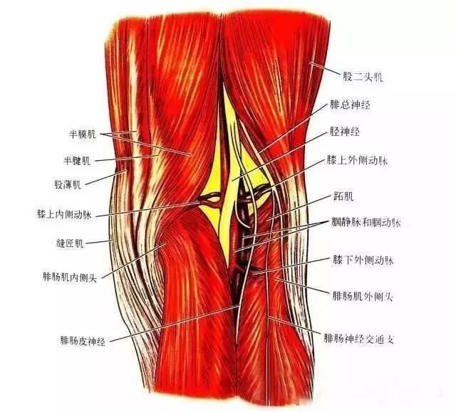 关节镜下半腱肌腱,股薄肌腱重建前交叉韧带的临床效果