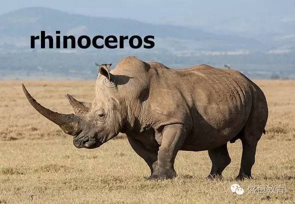 rhinoceros 犀牛