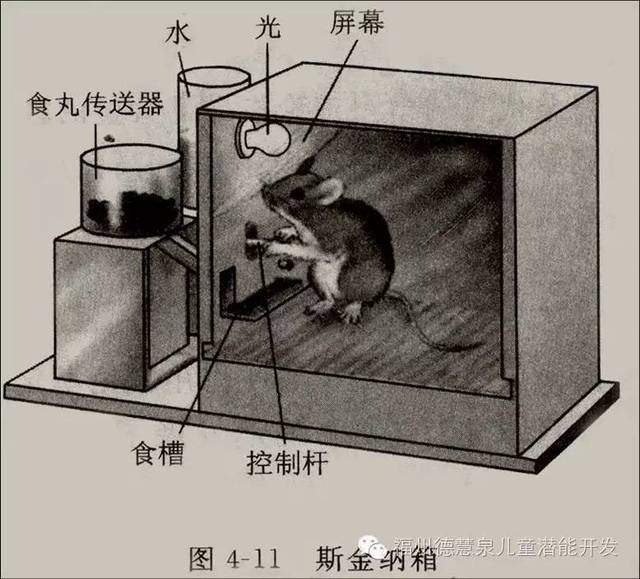 斯金纳箱:人类学习的秘密--送给为孩子学习,做作业发愁的家长