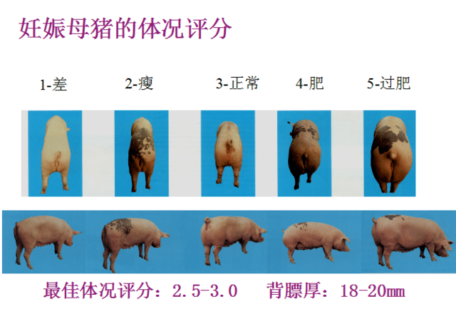 母猪生产力低下的问题分析