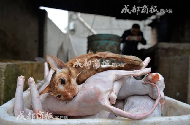 伪爱猫人每天杀猫100只 将猫肉当兔肉卖上餐桌!